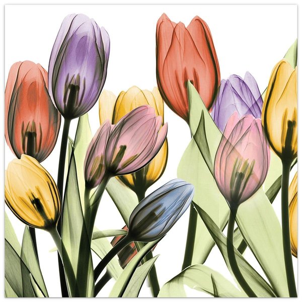 Solid Storage Supplies Tulip Scape X-Ray I Frameless Free Floating Tempered Glass Panel Graphic Wall Art SO2573466